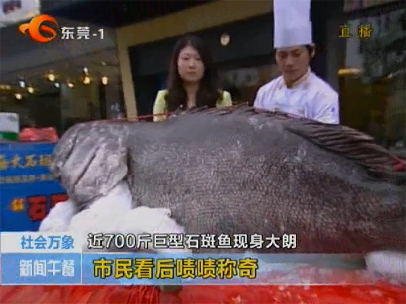 媒体报道巨型石斑鱼.