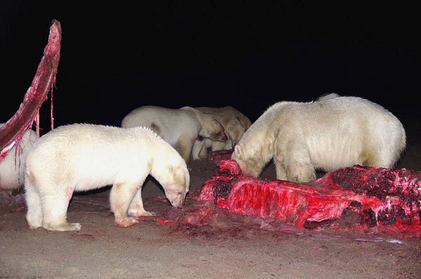 高清组图:20余只北极熊围食鲸鱼尸体 场面震撼