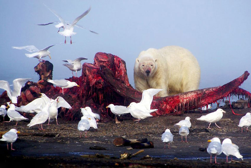 高清组图:20余只北极熊围食鲸鱼尸体 场面震撼