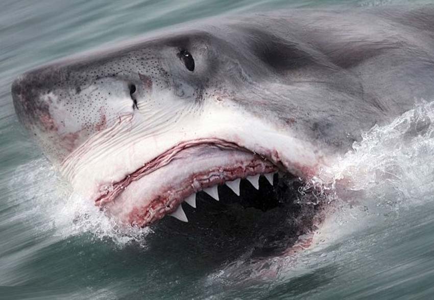 组图：摄影师南非抓拍到大白鲨捕食用力过猛崩掉牙齿【4】
