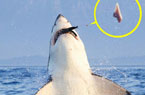 大白鲨捕食过猛崩掉牙齿